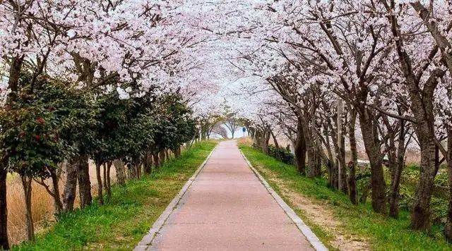 20日起，安徽合肥增開兩條“定制旅游公交專線”(圖2)